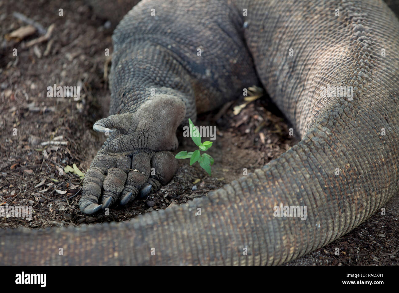 Foot of Komodo Dragon Stock Photo