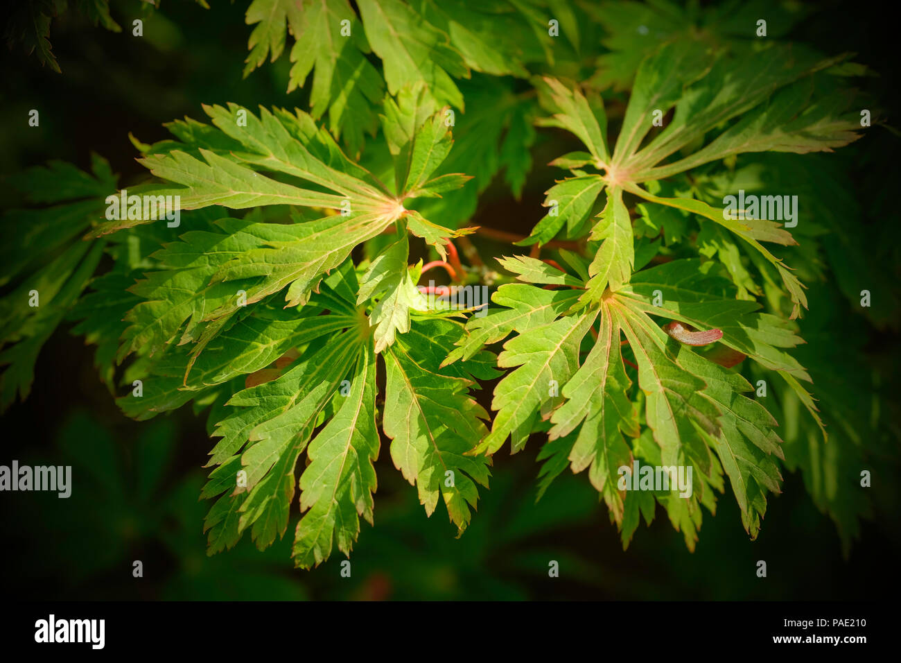 Leaves of Acer Aconitifolium. Stock Photo