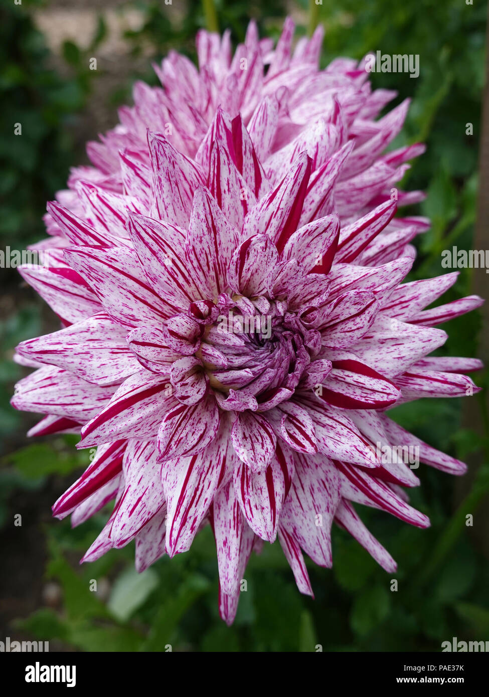 Close up image of the Blackberry ripple dahlia Stock Photo - Alamy