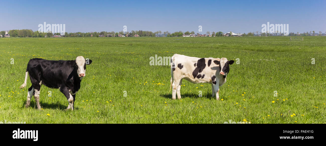 Panorama of Dutch black and white Holstein cows Stock Photo - Alamy