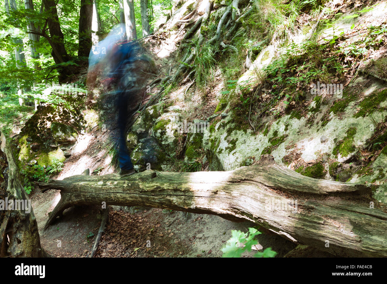 Man walking on a log above the gap in forest. Motion blurred man with long exposure shot Stock Photo
