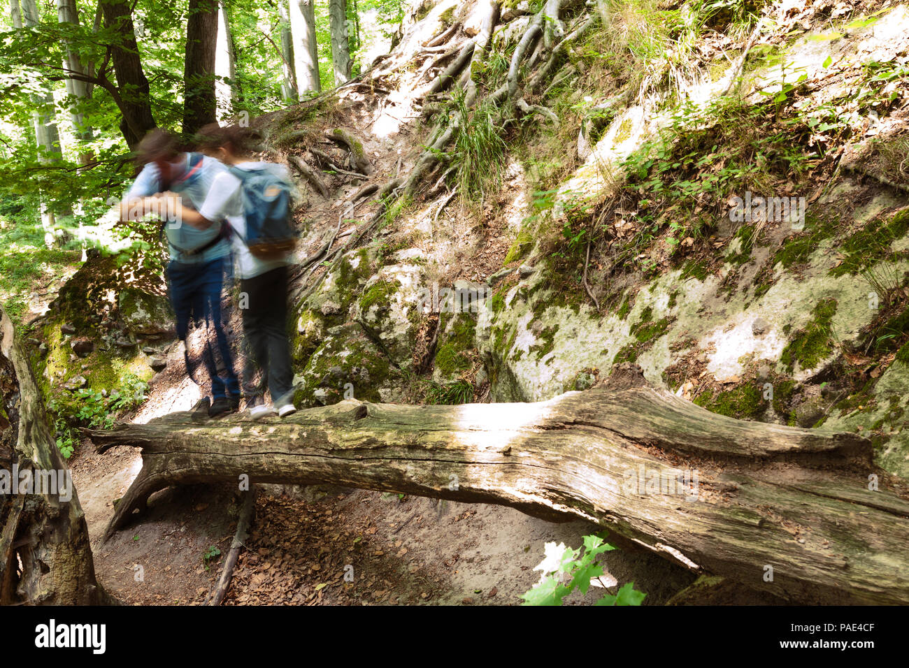Man helping for a kid who walking trough a log above the gap in forest. Motion blurred long exposure shot. Stock Photo