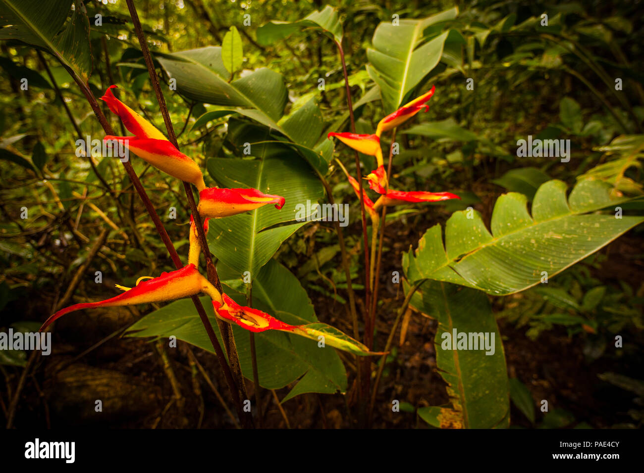 Colorful Heliconia flowers in the dense rainforest of Altos de Campana national park, Republic of Panama. Stock Photo