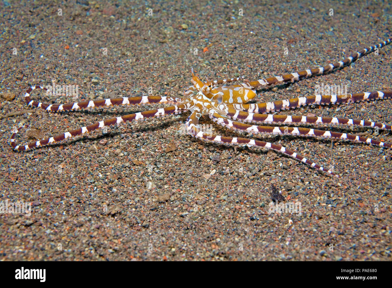Wonderpus Oktopus (Wunderpus photogenicus), Halmahera, Indonesien | Wonderpus octopus (Wonderpus photogenicus), Halmahera, Indonesia Stock Photo
