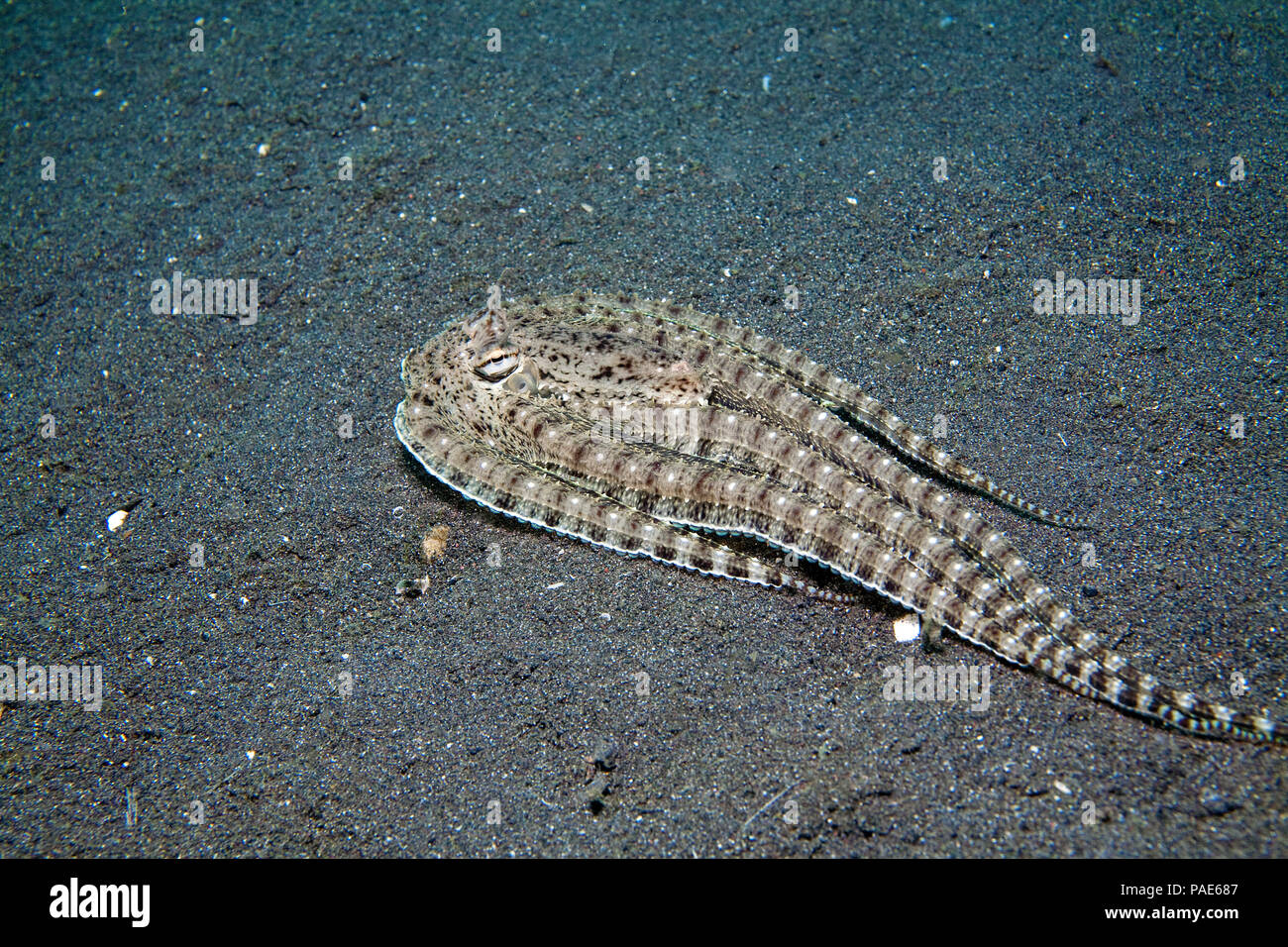 mimic octopus flatfish