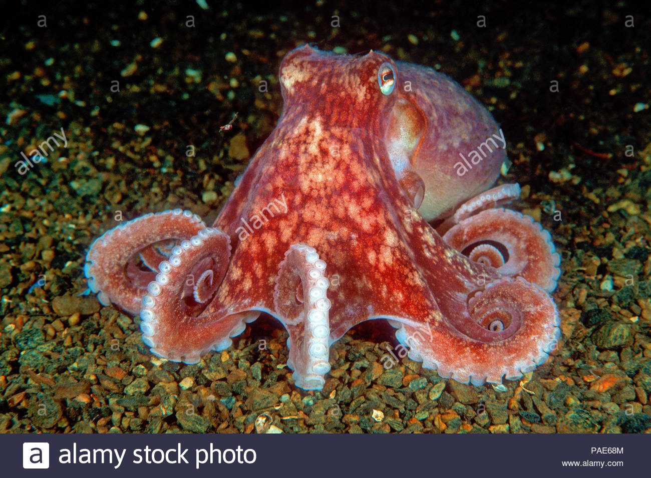 Eledone Stock Photos & Eledone Stock Images Alamy