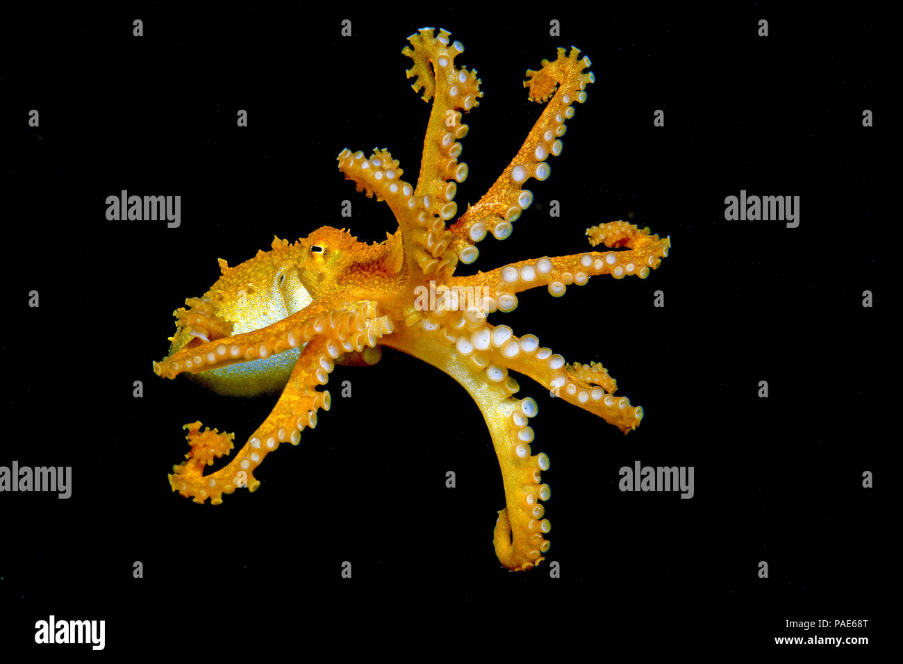 Krake (Octopus sp.), Papua Neu Guinea | Octopus (Octopus sp.), Papua New Guinea Stock Photo