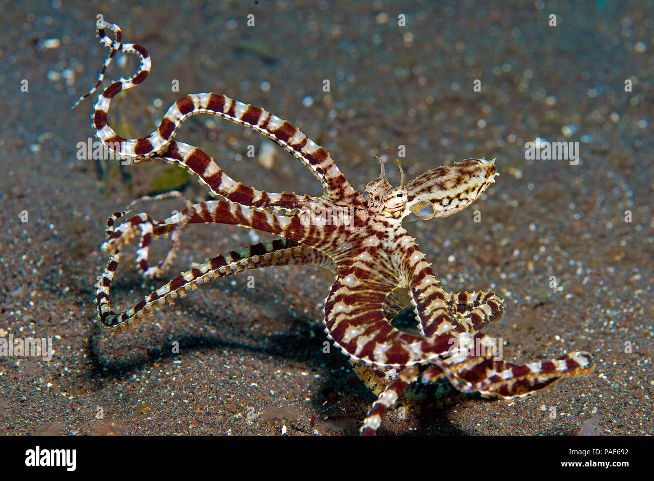 Wonderpus octopus (Wonderpus photogenicus), Komodo Nationalpark, Komodo island, Indonesia Stock Photo