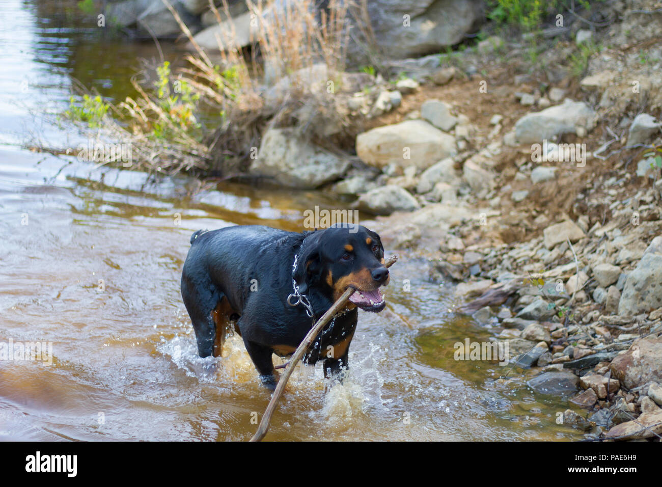 Rottweiler best sale in action