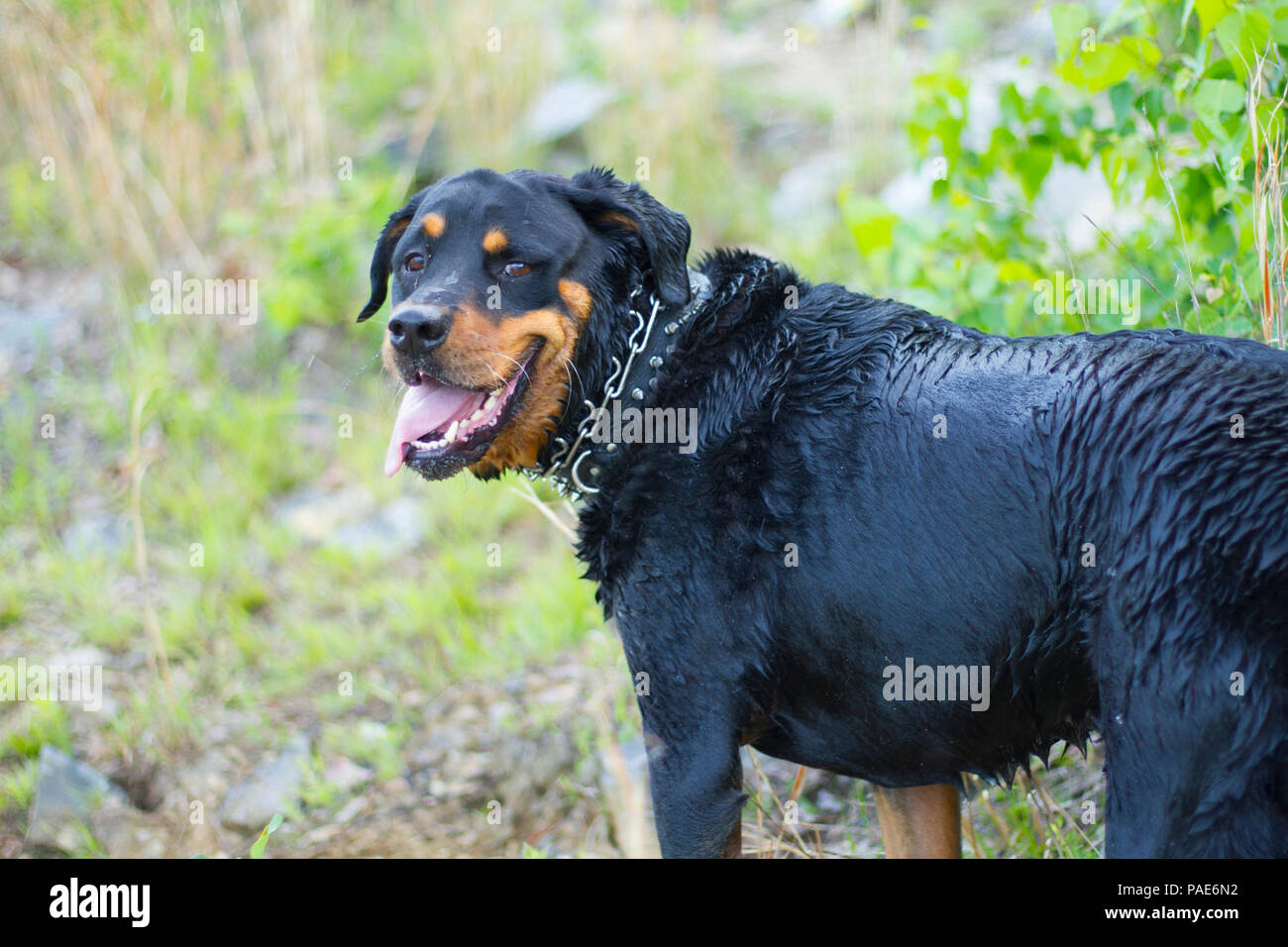 rottweiler in action