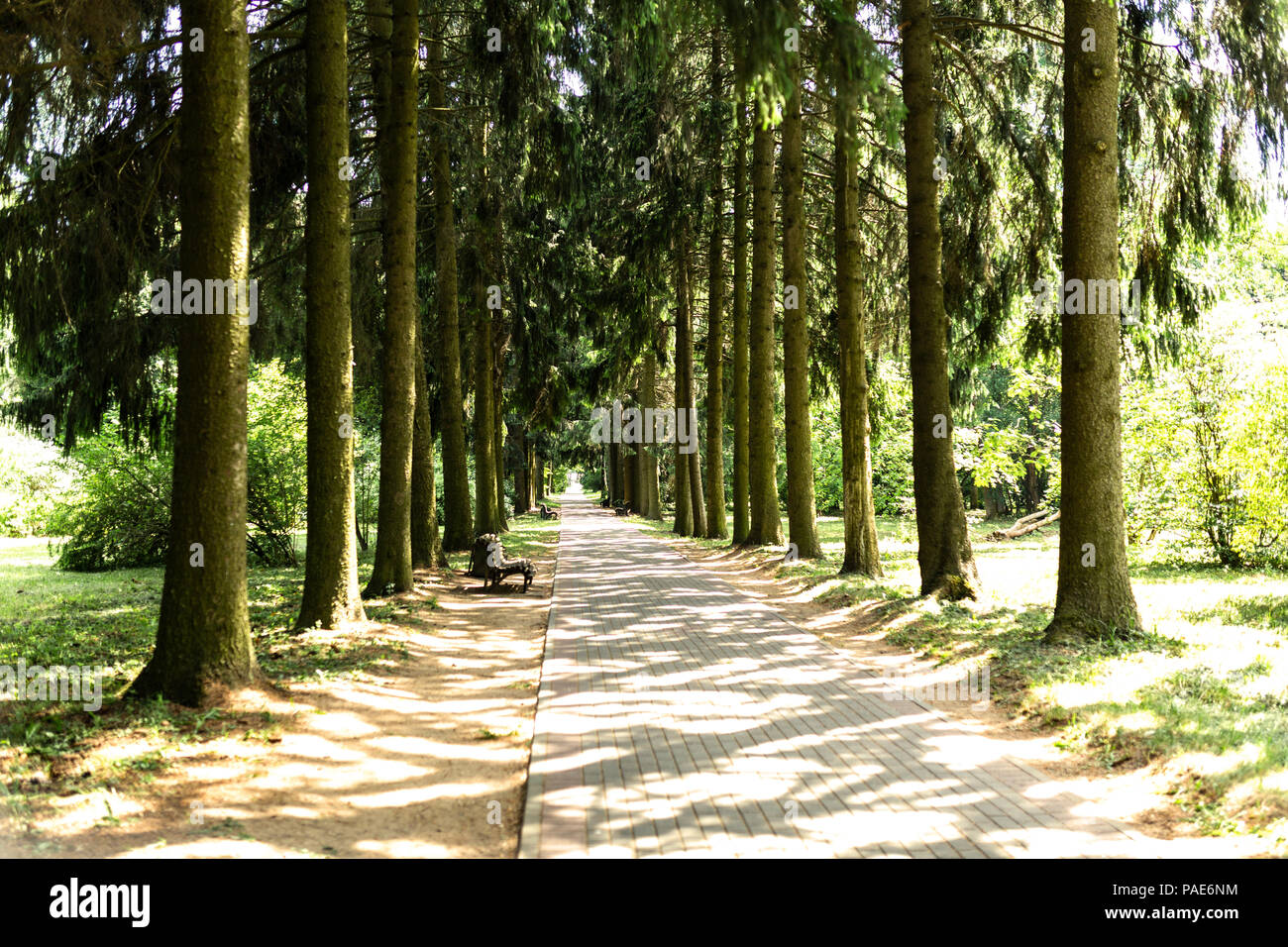 Coniferous alley hi-res stock photography and images - Alamy
