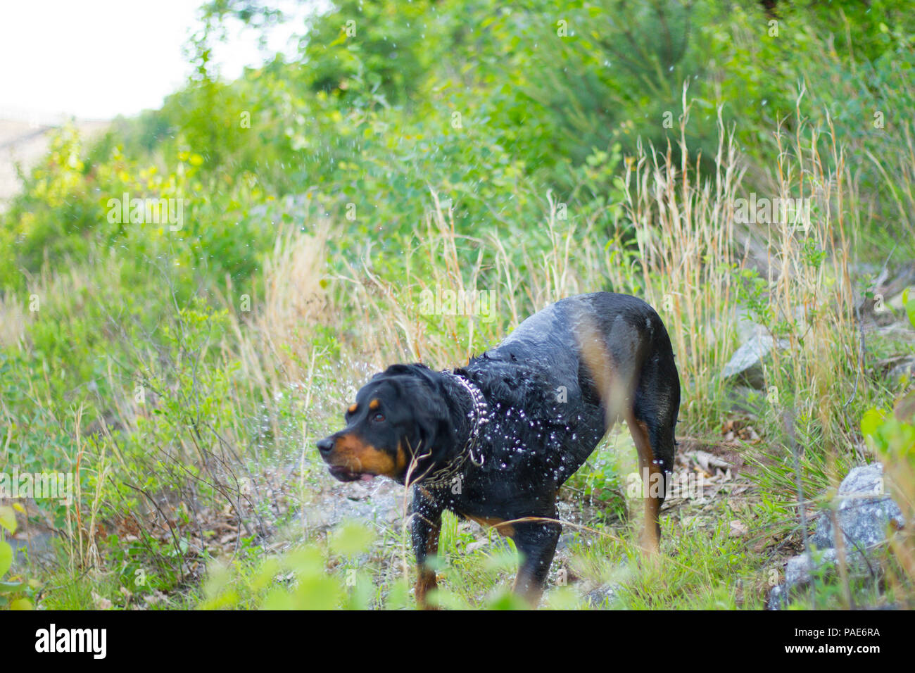 Rottweiler Swimming At Lake, Dog Swimming Action Photos Stock Photo