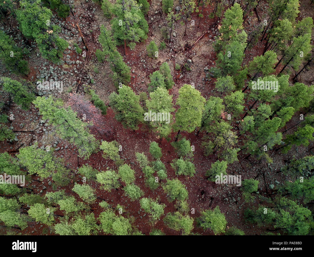 Tall Pine Trees in a Northern Arizona patch of forest. Image captured from an aerial drone at 400 feet in altitude Stock Photo