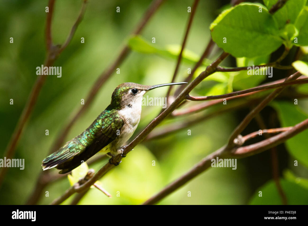 A female ruby throated hummingbird, Archilochus colubris, perched on a tree branch in the garden resting in Speculator, NY USA Stock Photo