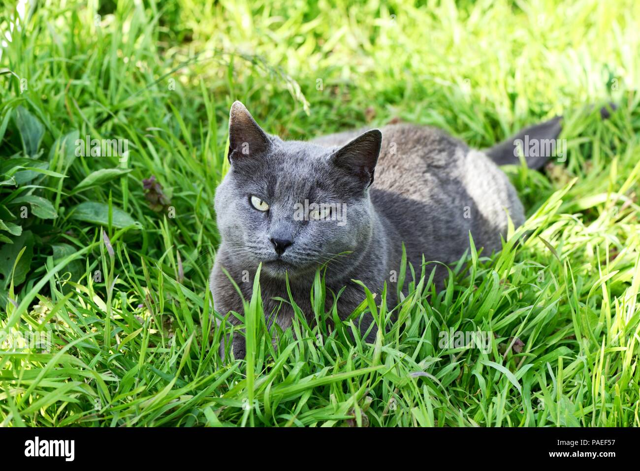 British Shorthair cat Stock Photo