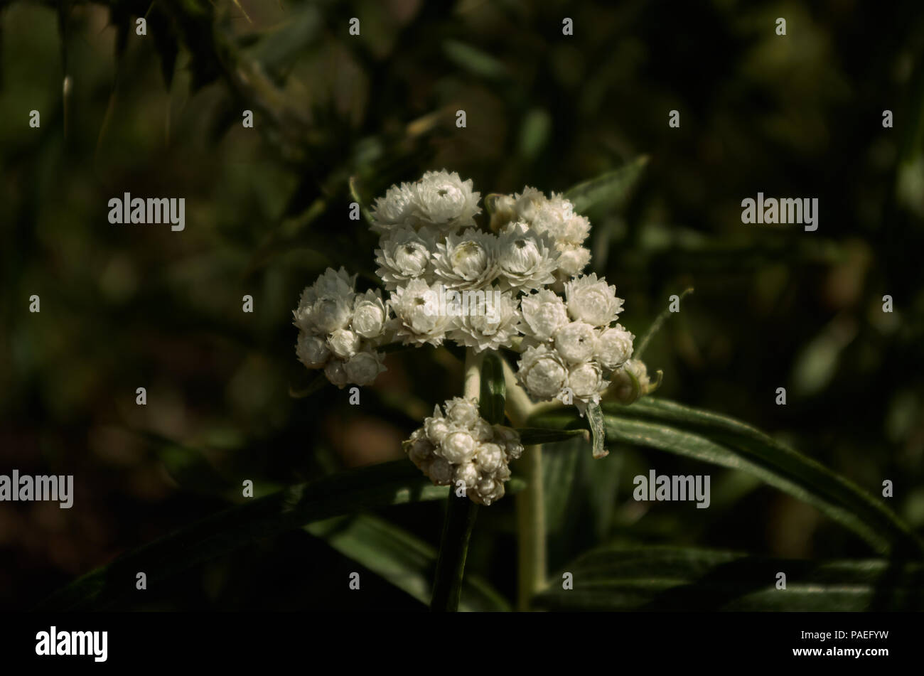 pearly everlasting Stock Photo
