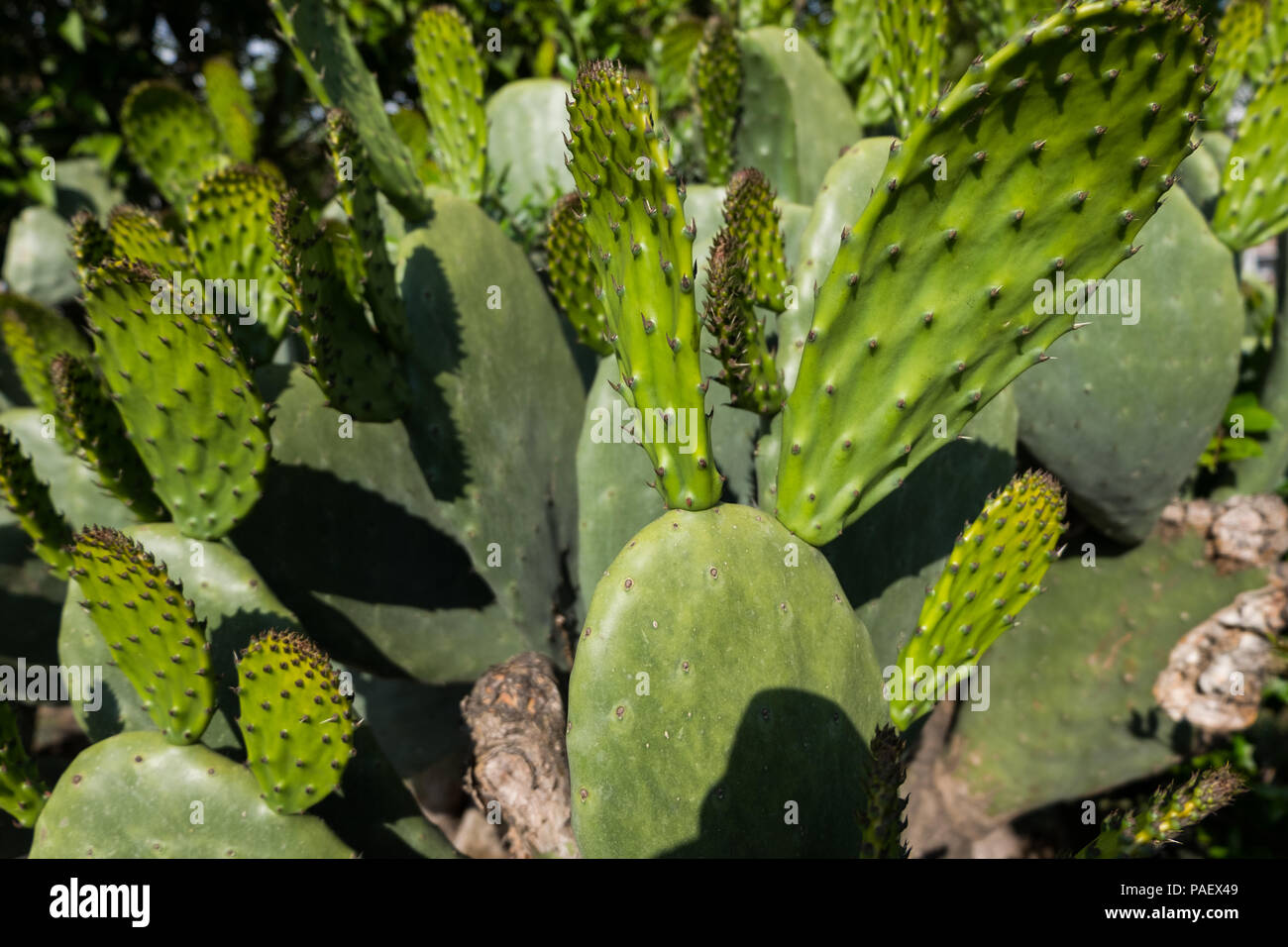 Green pads on a prickly pear cactus Opuntia ficusindica Stock Photo