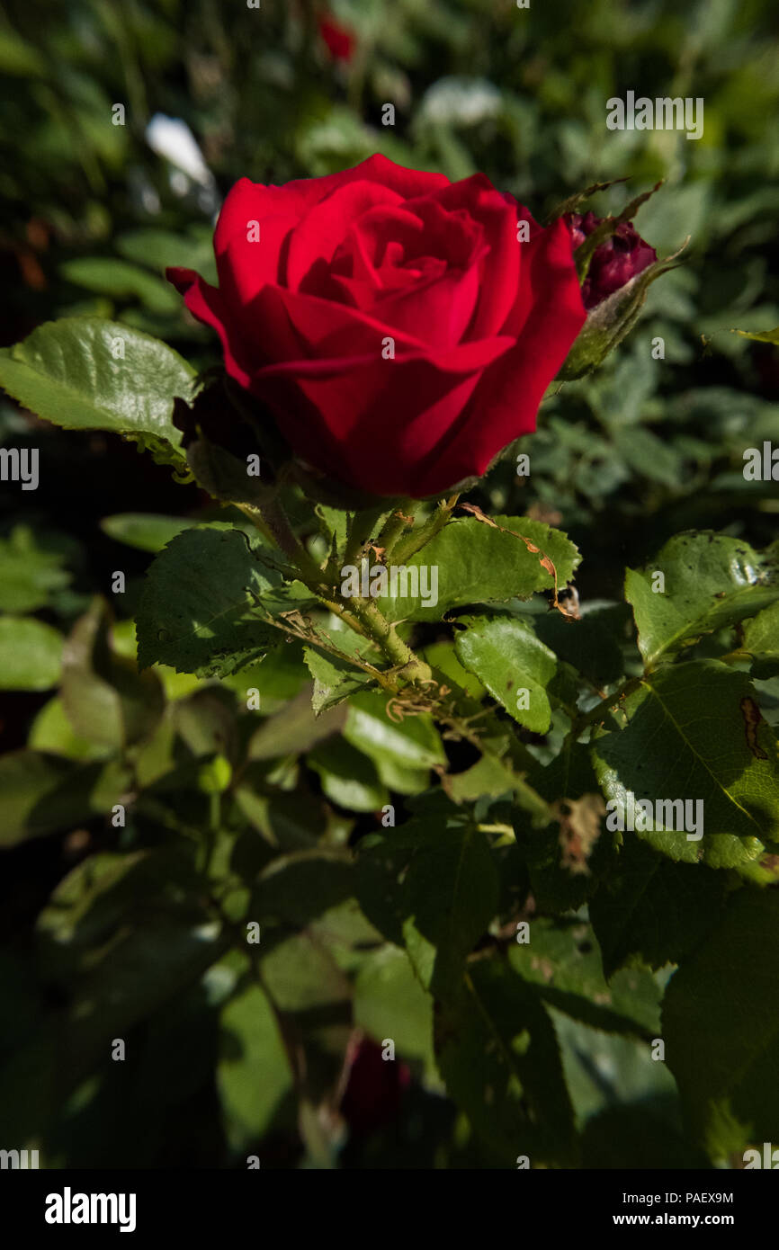 Beautiful red rose flower vertical image Stock Photo - Alamy