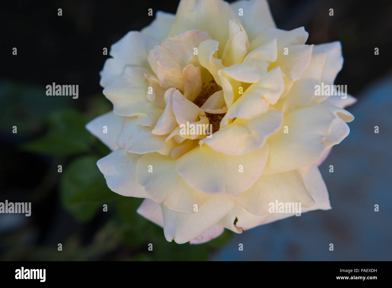 White rose flower background image Stock Photo - Alamy