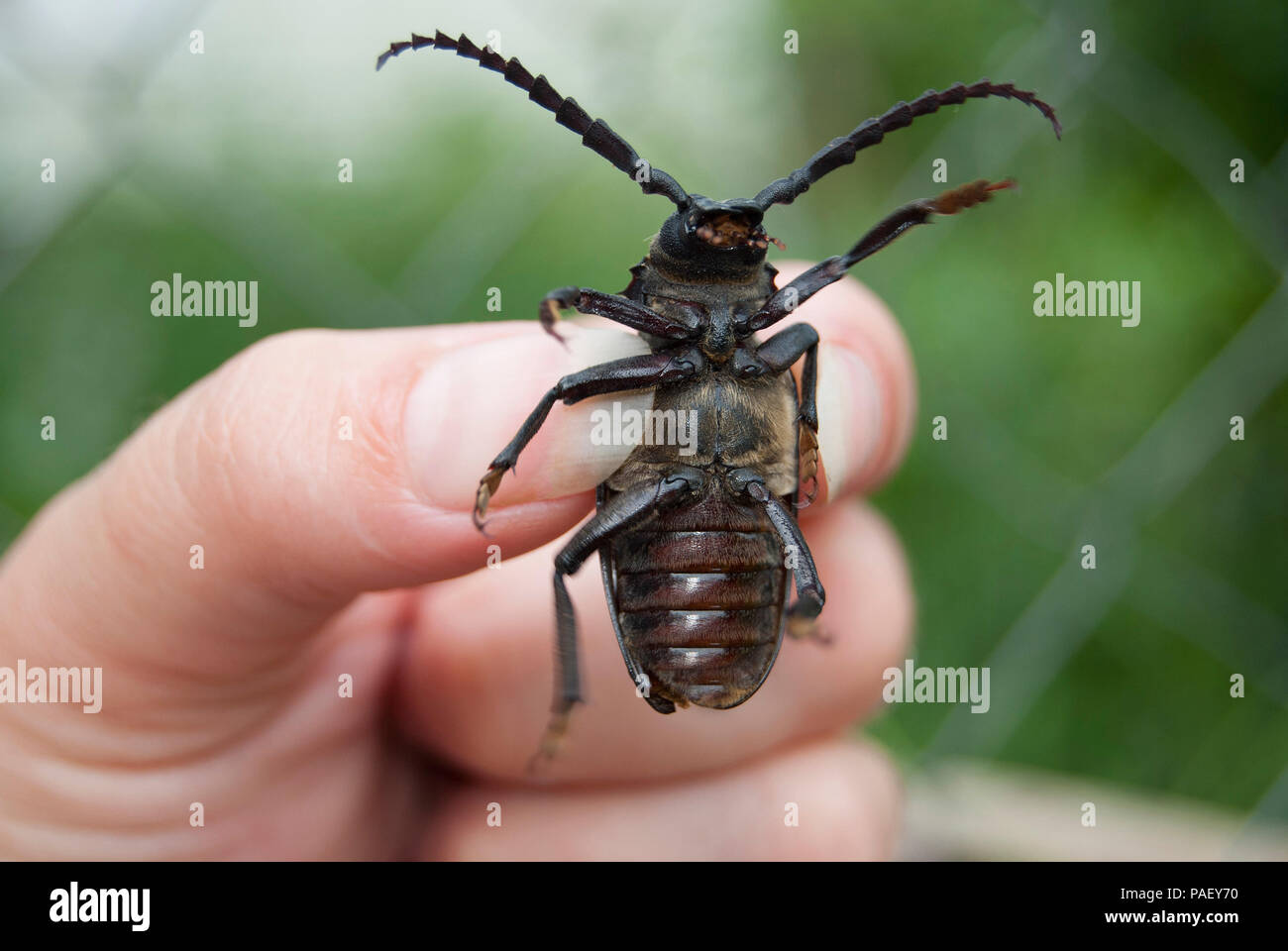Large black beetle barbel (Prionus coriarius) in the fingers of the hand. View from the side of the abdomen. Stock Photo