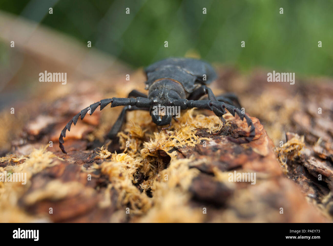 A large black beetle of barbel (Prionus coriarius) sits on the bark of an old tree. Stock Photo