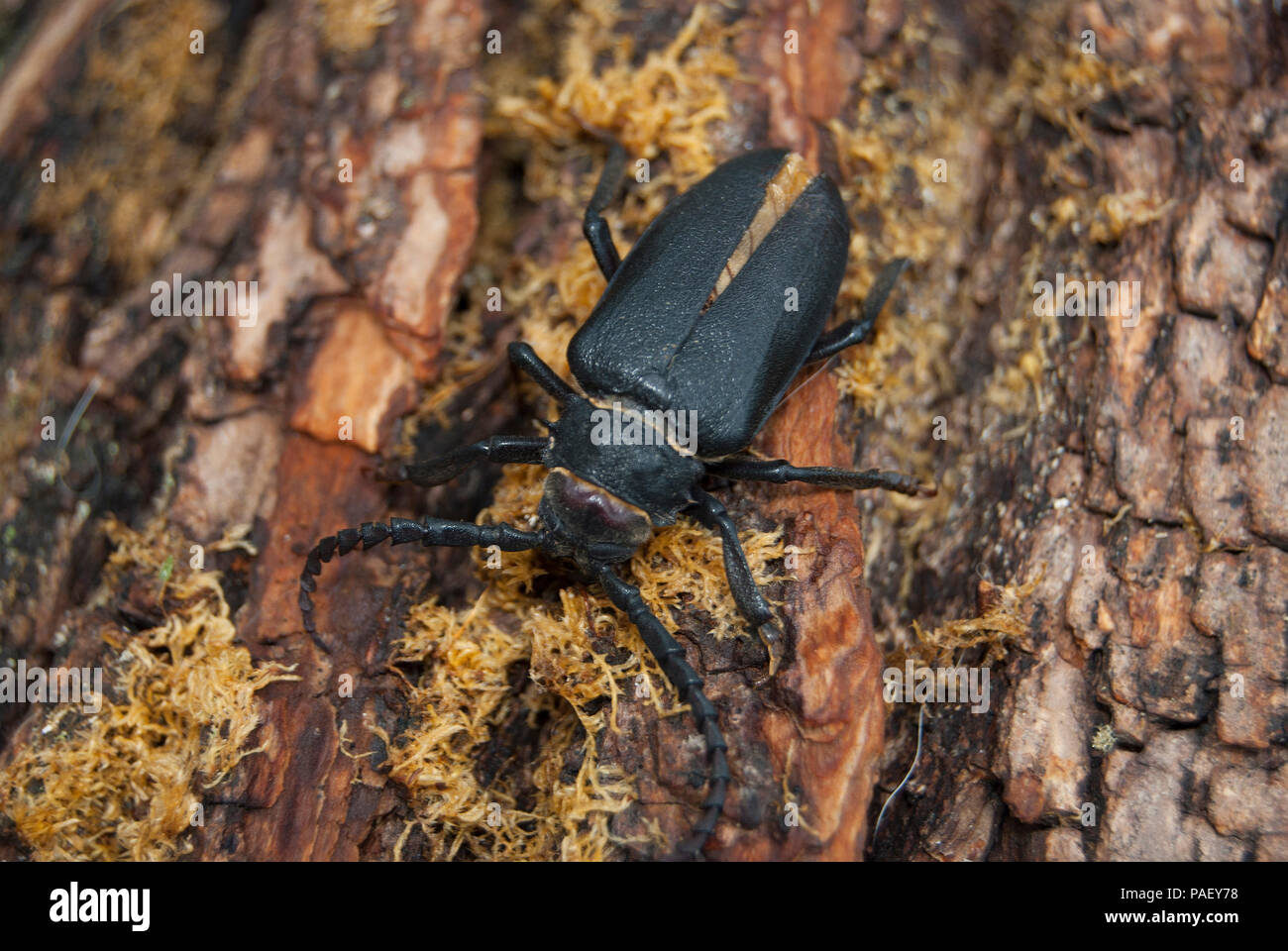 A large black beetle of barbel (Prionus coriarius) sits on the bark of an old tree. Stock Photo