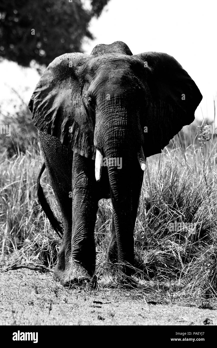 Elephant, Loxodonta africana. Mana Pools National Park. Zimbabwe Stock Photo