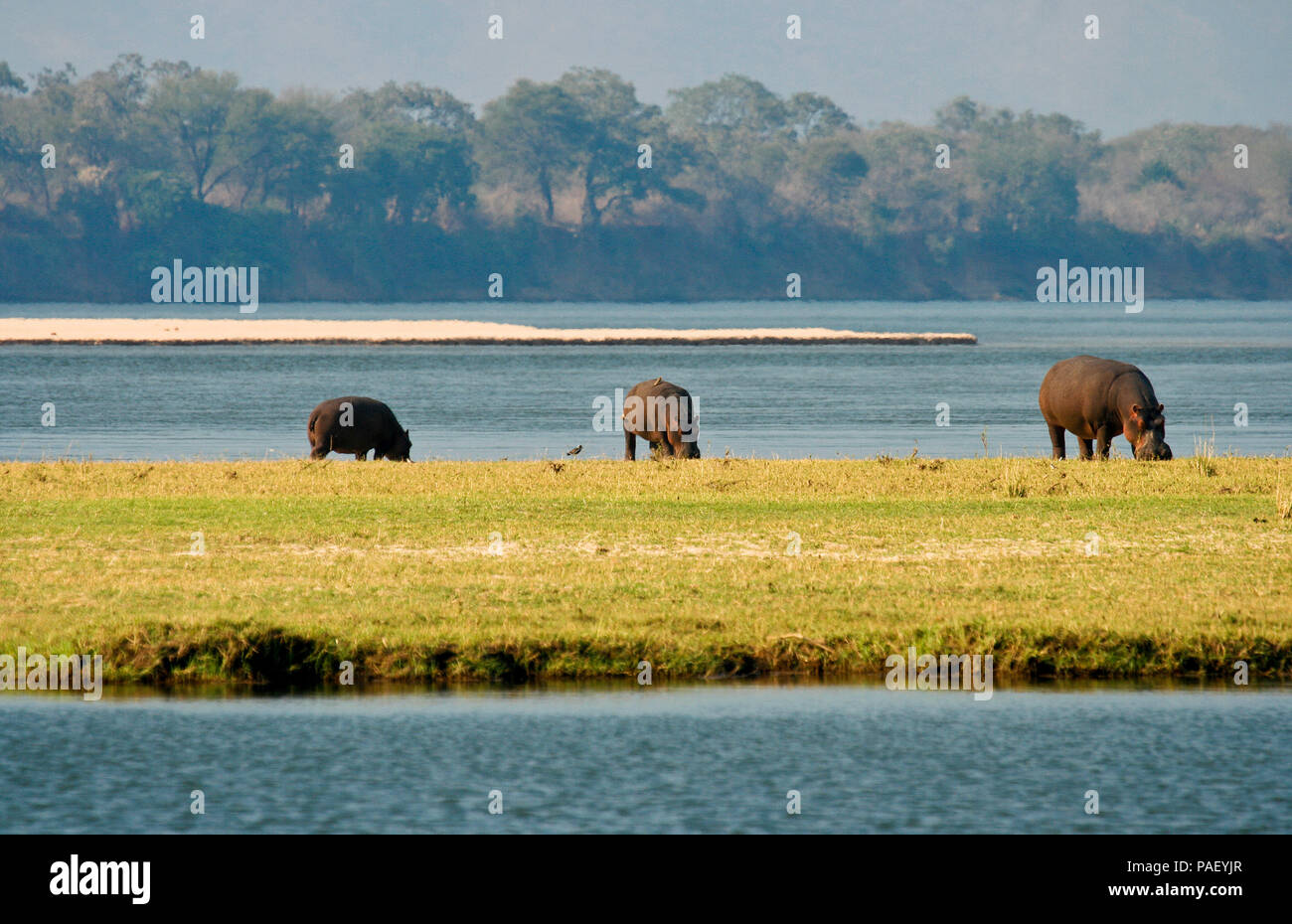 Hippopotamus, Hippopotamus Amphibious. Zambezi river. Mana Pools National Park. Zimbabwe Stock Photo