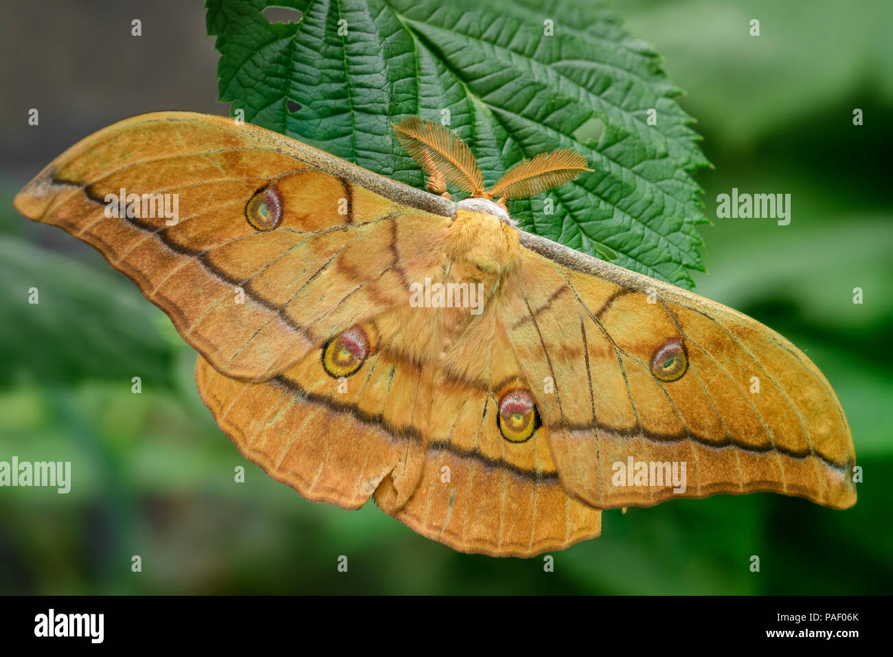 Images Of Large Yellow Moths
