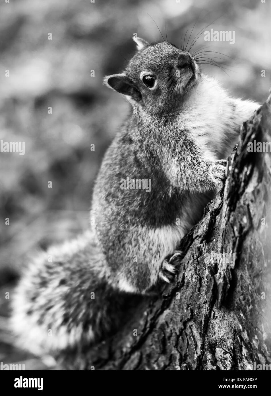 Dublin Phoenix Park  Squirrel climbing a tree, he was playing with my nerves by rotating around the tree's trunk. (Ireland) Stock Photo
