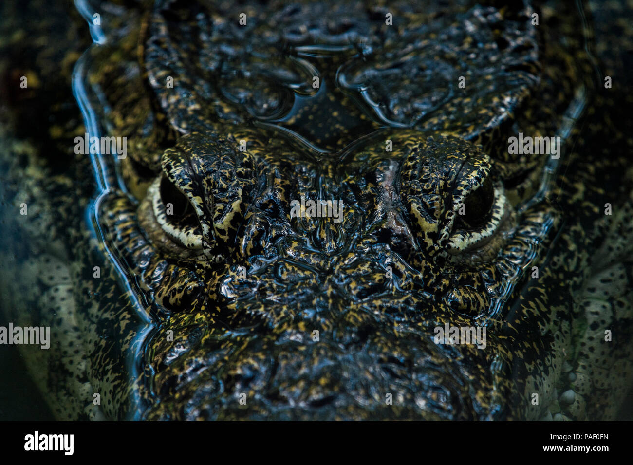 An adult crocodile lurking just above the water level with both eyes visible Stock Photo