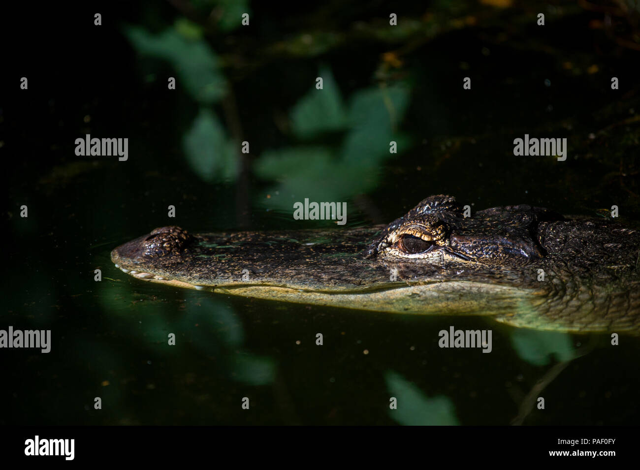 An adult crocodile lurking just above the water level with both eyes visible Stock Photo