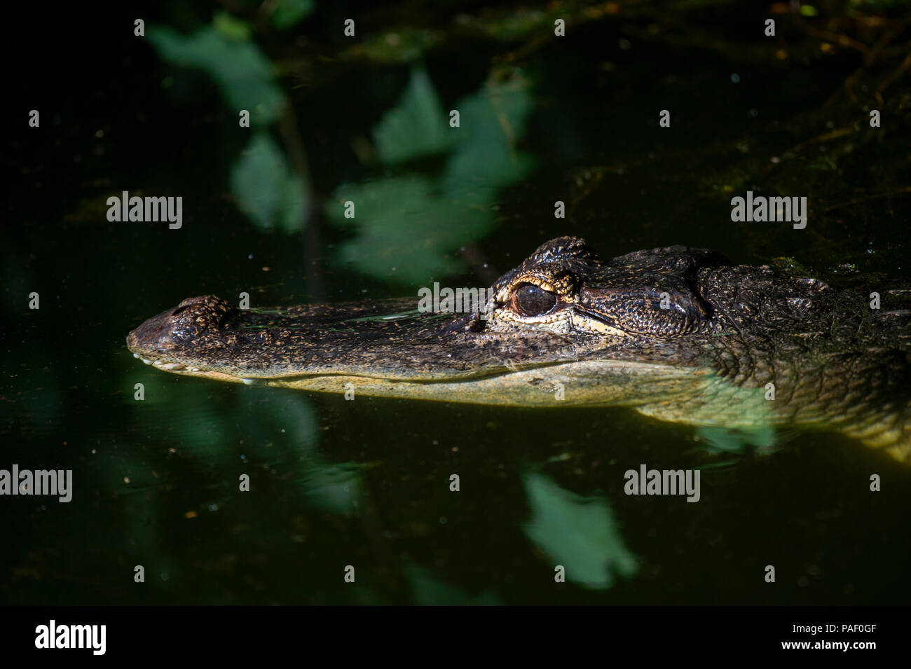 An adult crocodile lurking just above the water level with both eyes visible Stock Photo