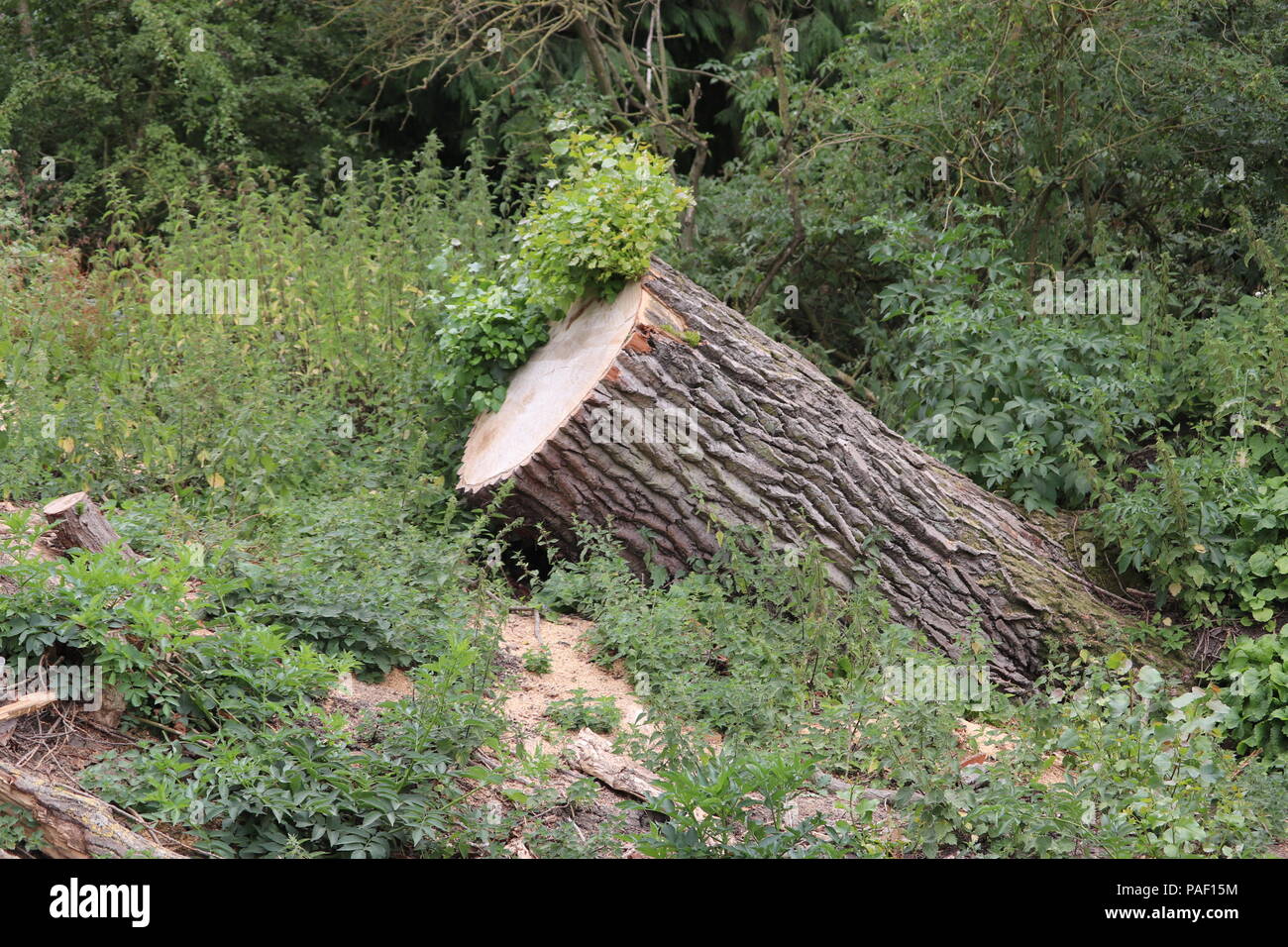 Tree cut down in the woods and left to lean on the grass Stock Photo