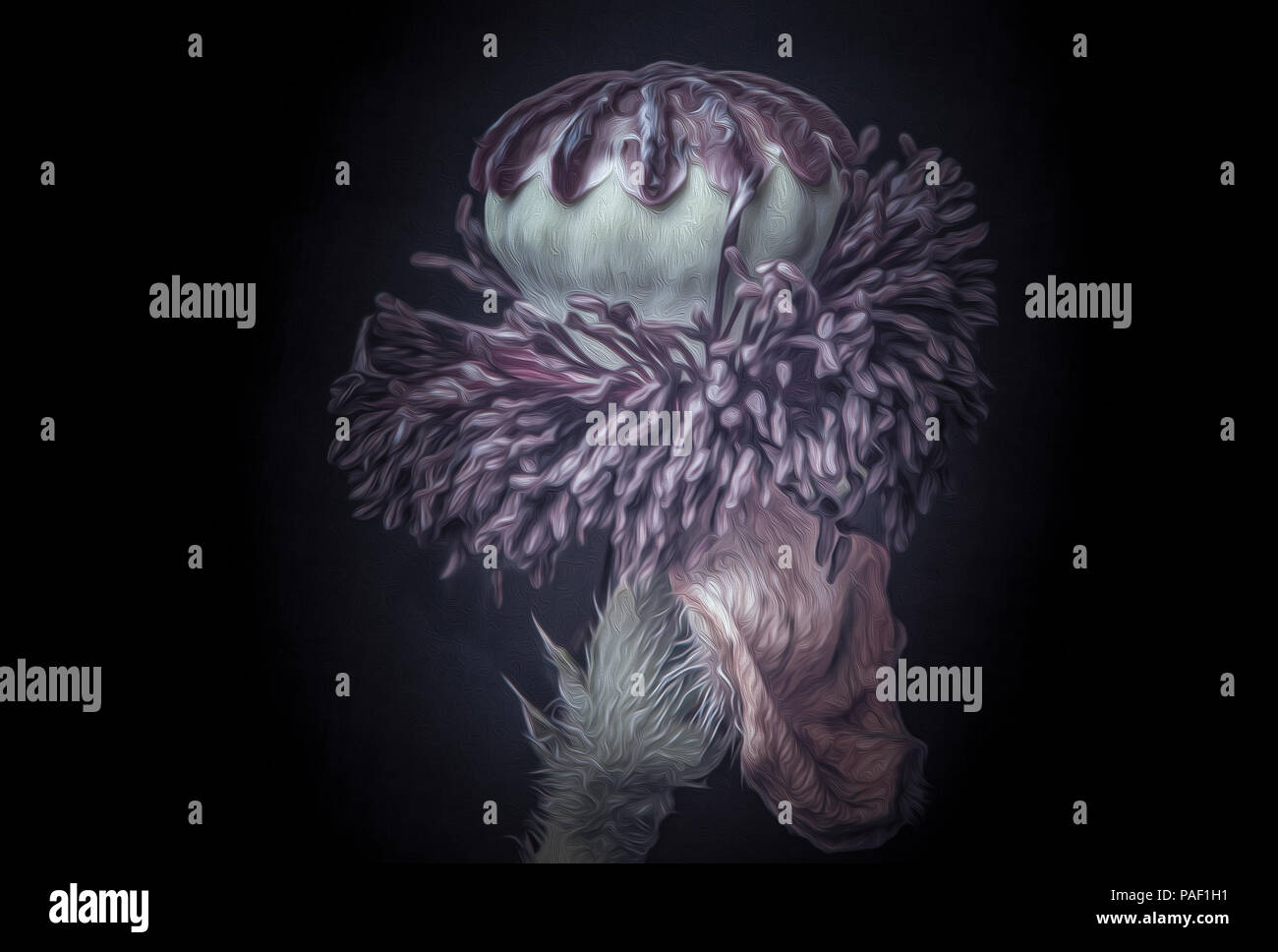 Poppy seed head Stock Photo