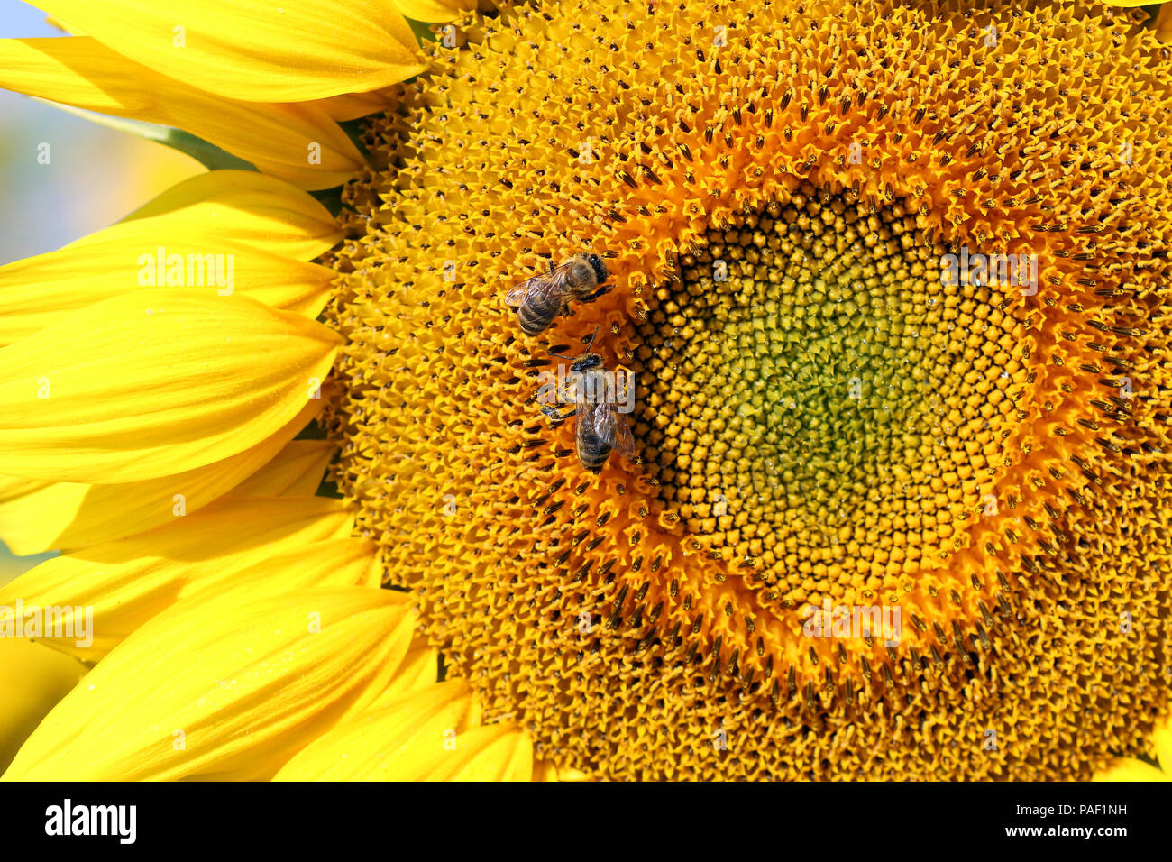 bees on sunflower summer season Stock Photo