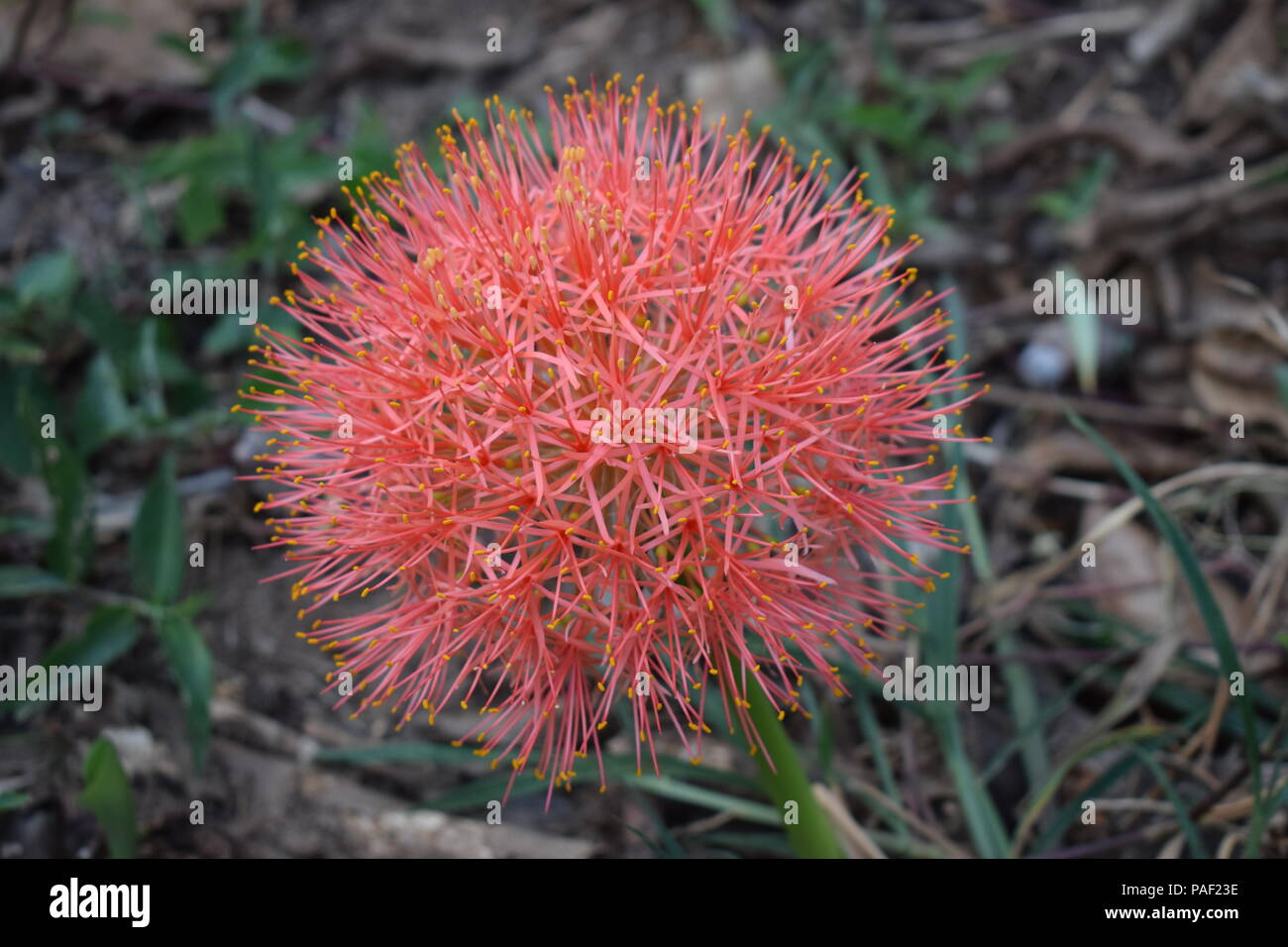 Haemanthus Coccineus also called 'Blood Lily' generally grows in red or scarlet but was found with prominent orange color on a roadside in Kerala. Stock Photo