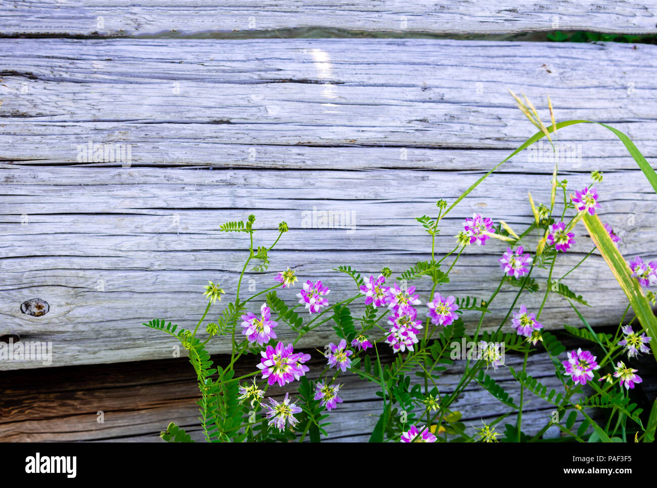 Old wooden fence flowers hi-res stock photography and images - Alamy