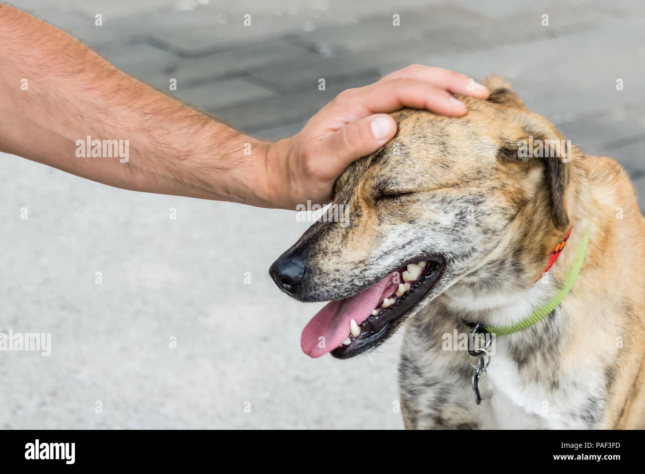 Why Does My Dog Rest His Head On Me