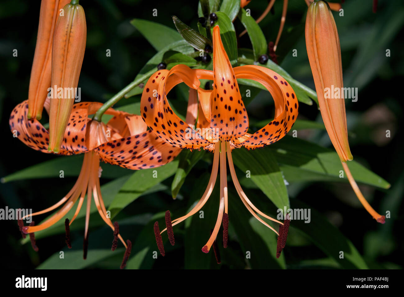 The Tiger Lily or Lilium lancifolium in the early morning sun. It bears large fiery orange flowers covered by spots. Stock Photo