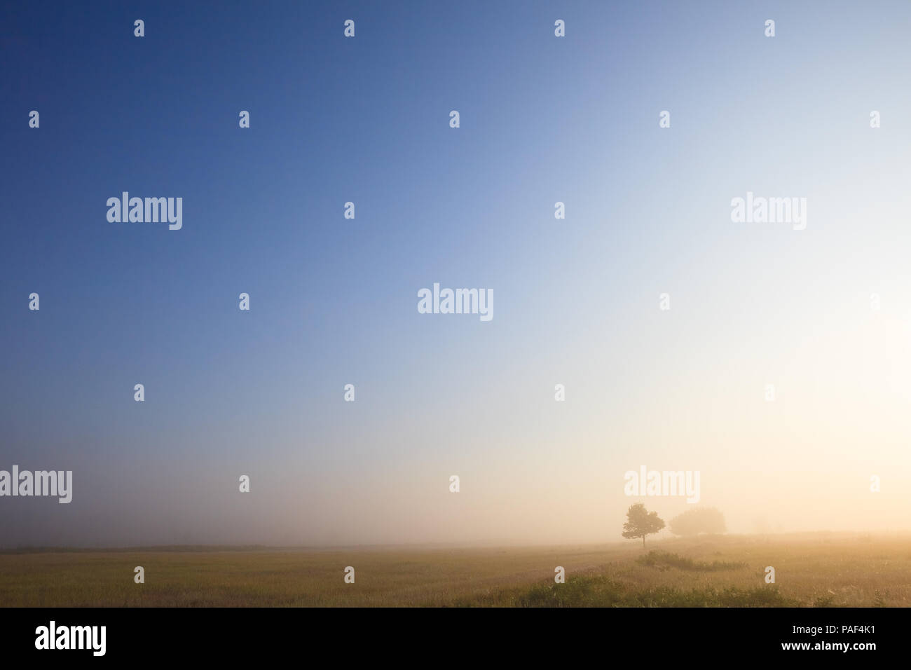 Foggy meadow landscape with trees. Summer grassland sunrise sky and fog.  Summer misty landscape. Stock Photo