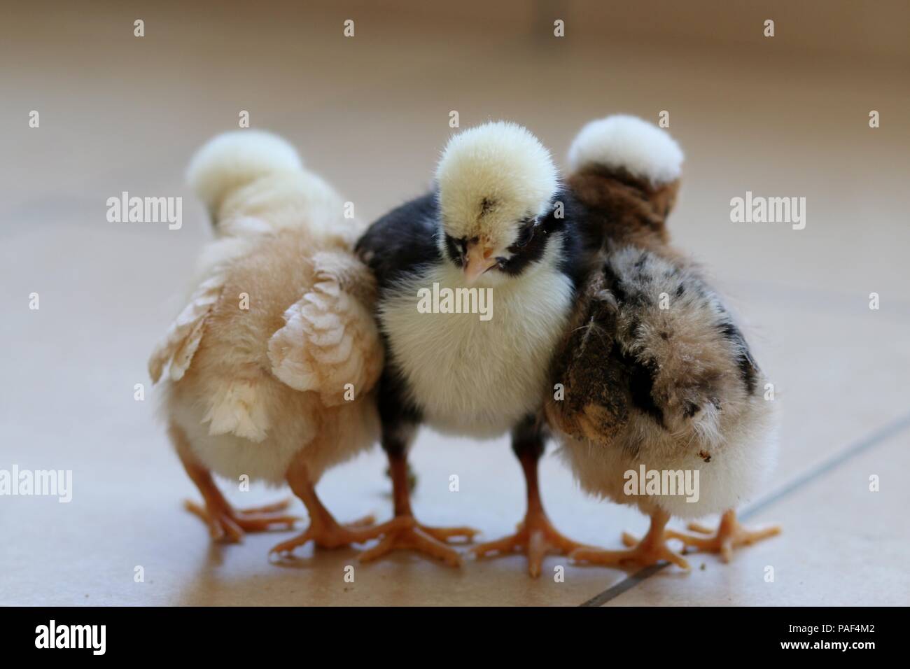 Three little chicks stand together Stock Photo
