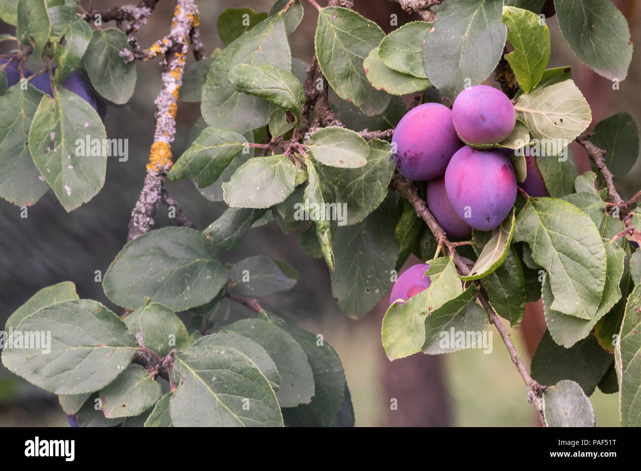 Plum tree haning full with ripe plum Stock Photo