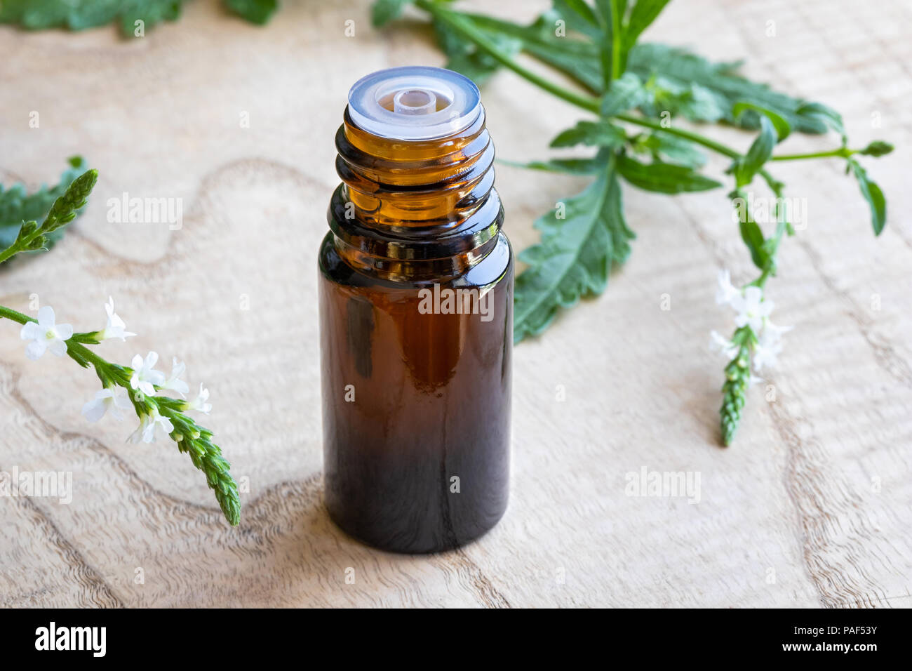 A bottle of common vervain essential oil with fresh blooming verbena officinalis Stock Photo