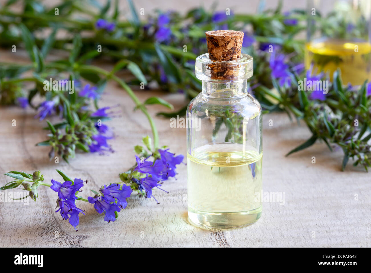 A bottle of essential oil with fresh blooming hyssop Stock Photo - Alamy