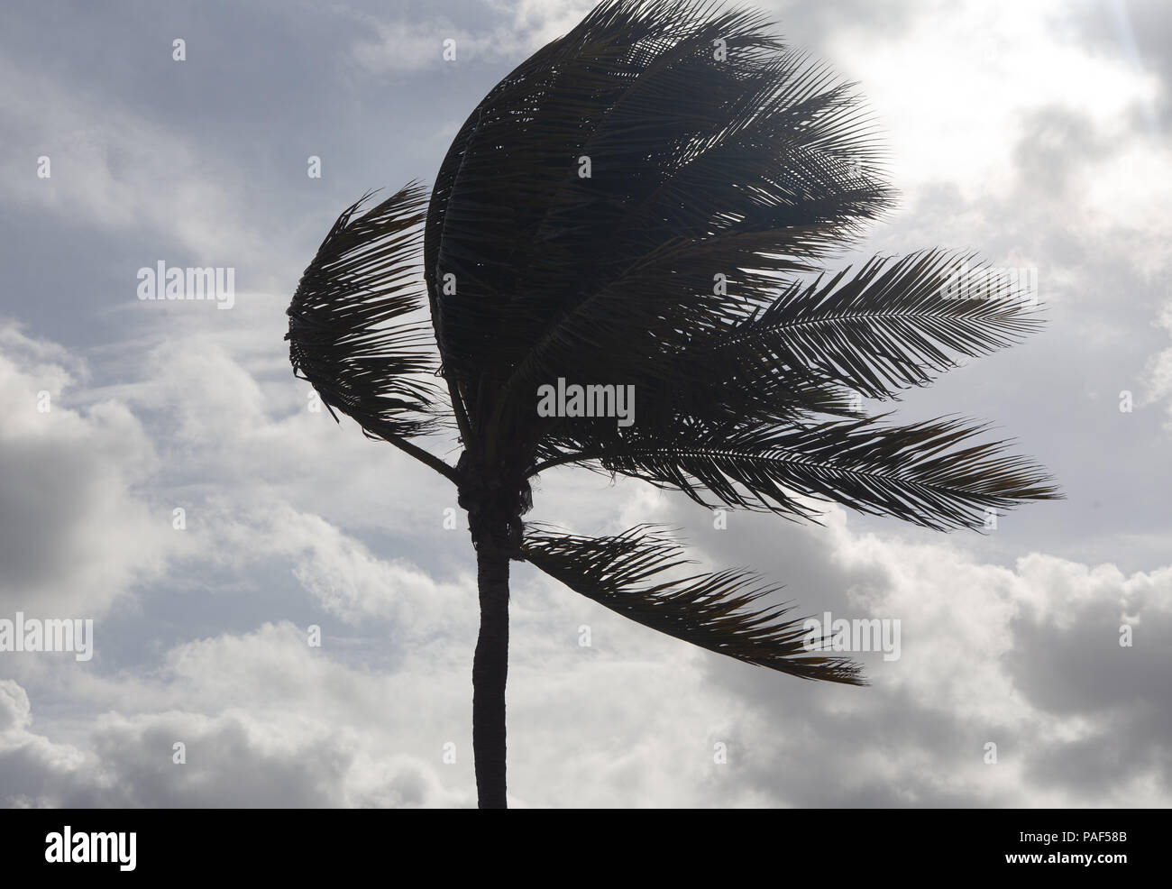 Palm Tree Before a Tropical Storm or Hurricane Stock Photo