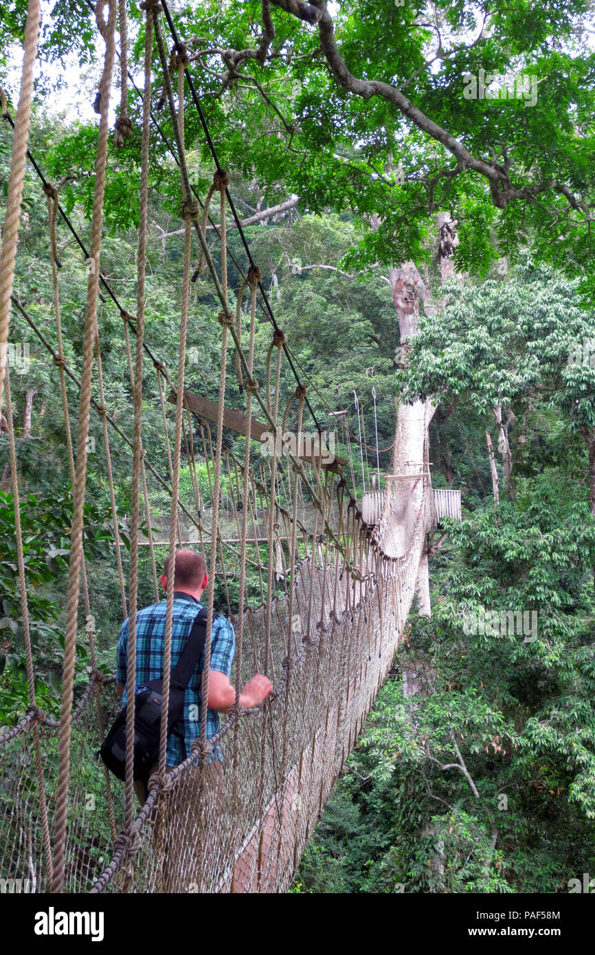 Tourist exploring the upper level of the rain forest while walking across rope bridges of the Canopy Walkway at the Kakum National Park, Ghana Stock Photo