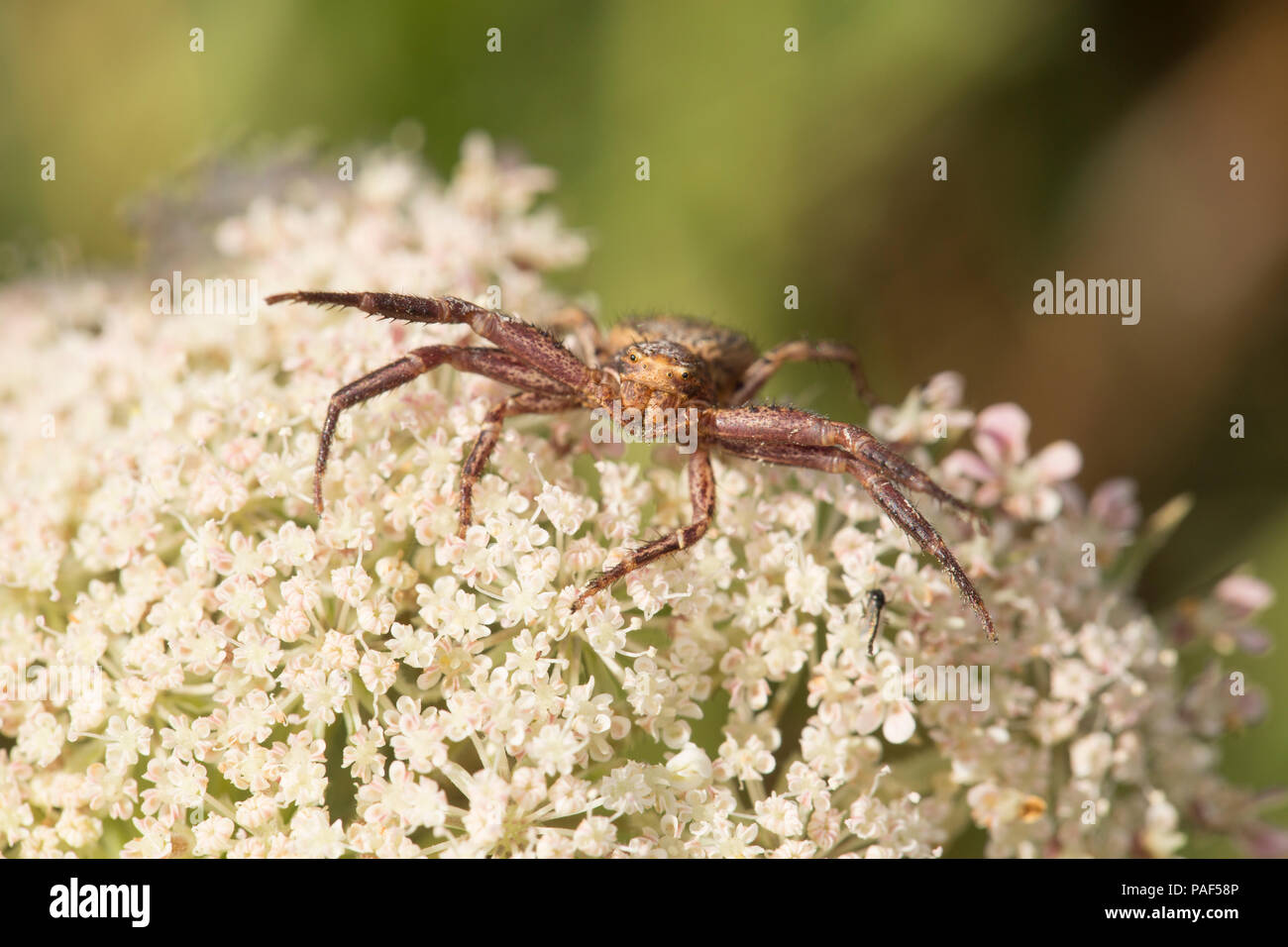 Crab spider uk hires stock photography and images Alamy