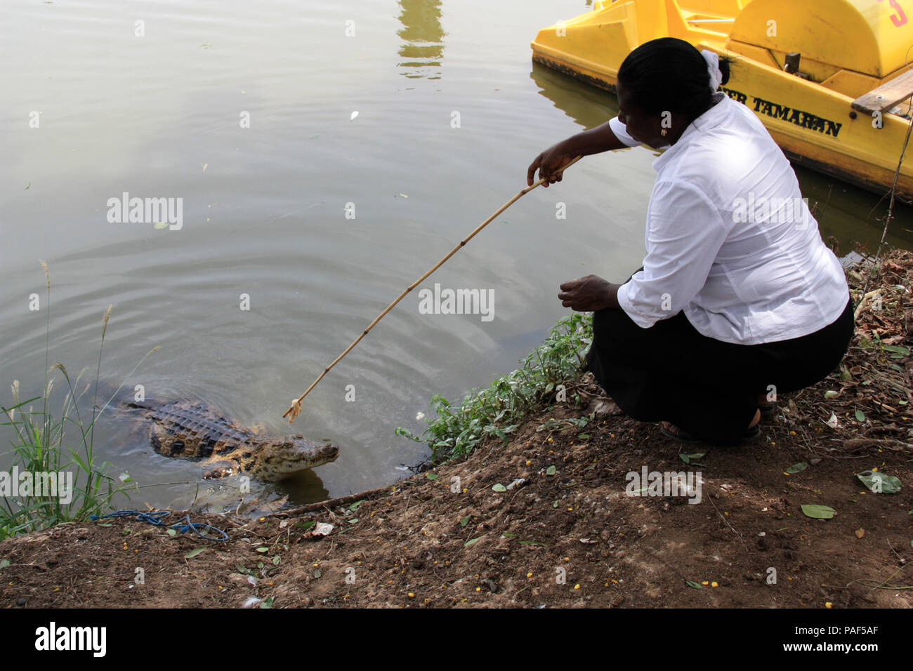 African woman lures a large crocodile out of the water near Cape Coast, Ghana Stock Photo