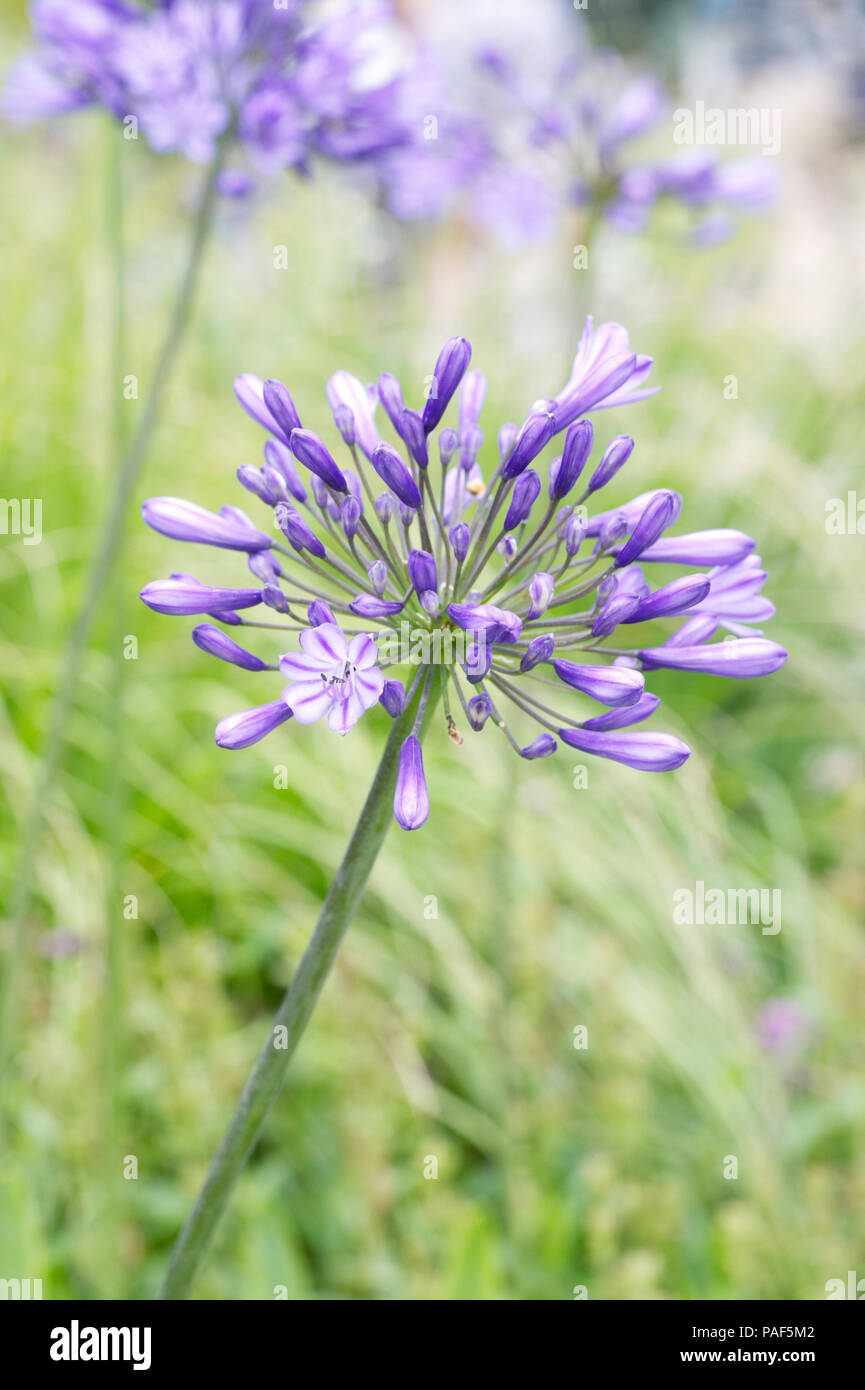 Agapanthus 'Blue Giant' growing in an herbaceous border. Stock Photo